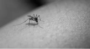 what is zika virus?