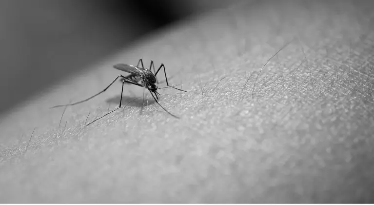 what is zika virus?